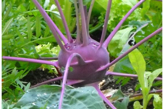 100 Seeds Kohl Rabi Purple Vegetable Kohlrabi Sweet Etsy