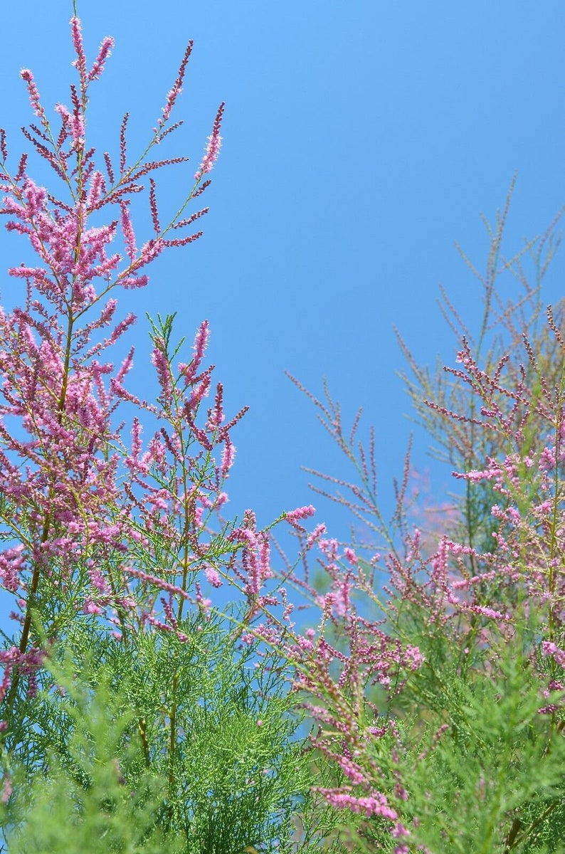 Pink Cedar 20 Tropical Seeds Indian Ash Good Container Grower-Acrocarpus fraxinifolius image 3