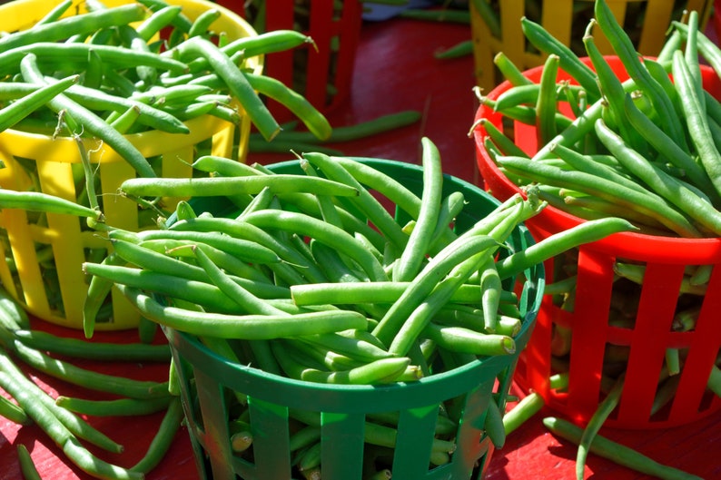 flavorful Blue Lake Bush Bean Seeds Gardening Non GMO Excellent producer