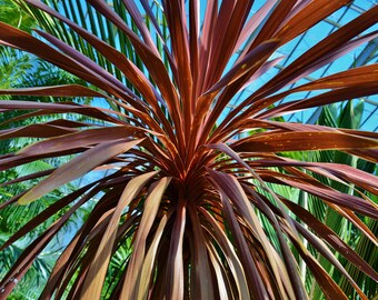 10 Seeds -Cordyline Purple Cabbage Palm- Perennial Evergreen -Cordyline australis purpurea