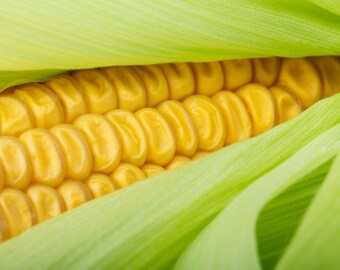 100 Heirloom Truckers Favorite Yellow Corn Seeds-Roasting or Dry For Flour-Corn Nuts