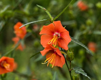 10 Heirloom Seeds -Noon Flower -Tropical Ornamental- -Pentapetes phoenicea