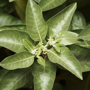 20 Heirloom Tropical Seeds -Indian Ginseng -Ashwaganda- Container Gardening -Withania somnifera-Save Big on More Packs -Mix and Match Sale!