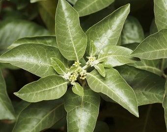 Tropical Seeds -20 SEEDS -Indian Ginseng -Ashwaganda- - Evergreen shrub -Great for Container Gardening Withania somnifera