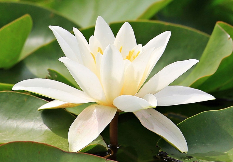 Heirloom Seeds White Hairy Water Lily Flower-10 Seeds Water Features Water Bowls Nymphaea pubescens image 2