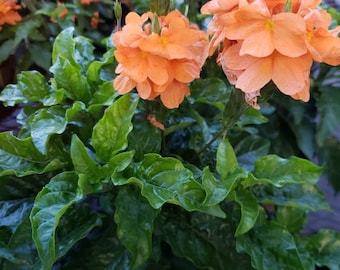 10 Heirloom Tropical Flower Seeds-Orange Marmalade  -Nice Ornamental -Crossandra-Save Big on More Packs Mix and Match! Sale!