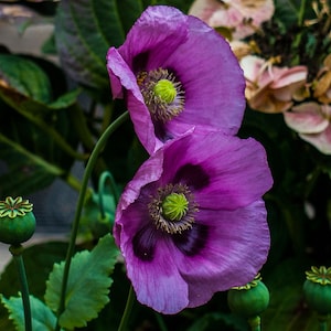 May include: Two purple poppy flowers with green centers and dark purple accents bloom against a backdrop of green leaves.