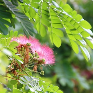 May include: Pink flowers with feathery petals bloom on a green leafy branch. The flowers are in focus, while the leaves are out of focus in the background.