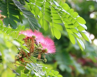 20 SEEDS- Monkey Pod Tree -Samanea saman-  -Ornamental -Tropical