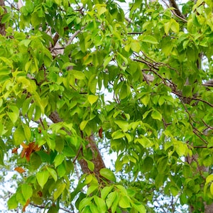 May include: A close-up view of a tree with green leaves. The leaves are dense and create a canopy of foliage.