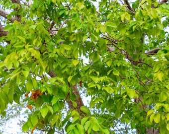 Gumbo Limbo -10  Heirloom Tropical Seeds-Bursera simaruba