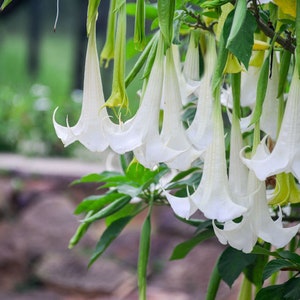 Snow White Angels Trumpet - 10 Heirloom Tropical Seeds--Brugmansia suaveolens-Buy More- Save More-Mix and Match Sale! Discounted in Checkout