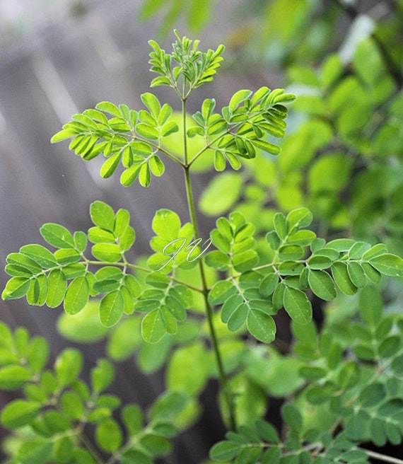 Moringa Oleifera 10 Seeds Drumstick Tree