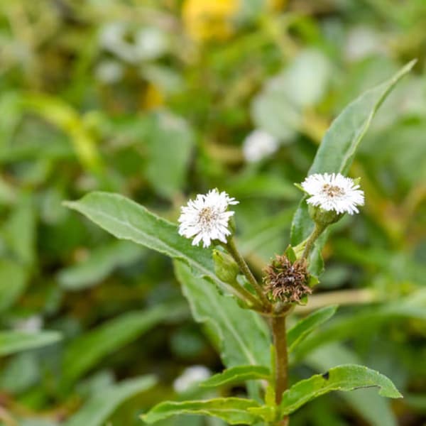 Heirloom Seeds - Eclipta prostrata - 25 Garden Herb Seeds! False Daisy - Flower Herb Gardening -   Seed Pack