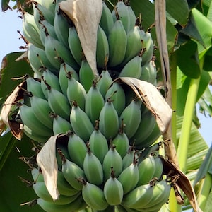 5 Dwarf Cavendish Banana Seeds-Ornamental Tropical-Container or Great Deck Plant Musa acuminata-Save Big on More Packs -Mix and Match! Sale!