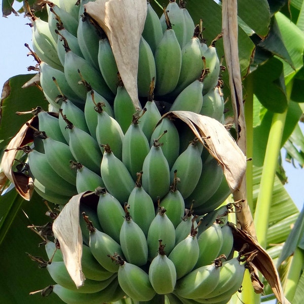 5 Seeds Dwarf Cavendish Banana - Ornamental Tropical plant Container Great Deck Plant Musa acuminata