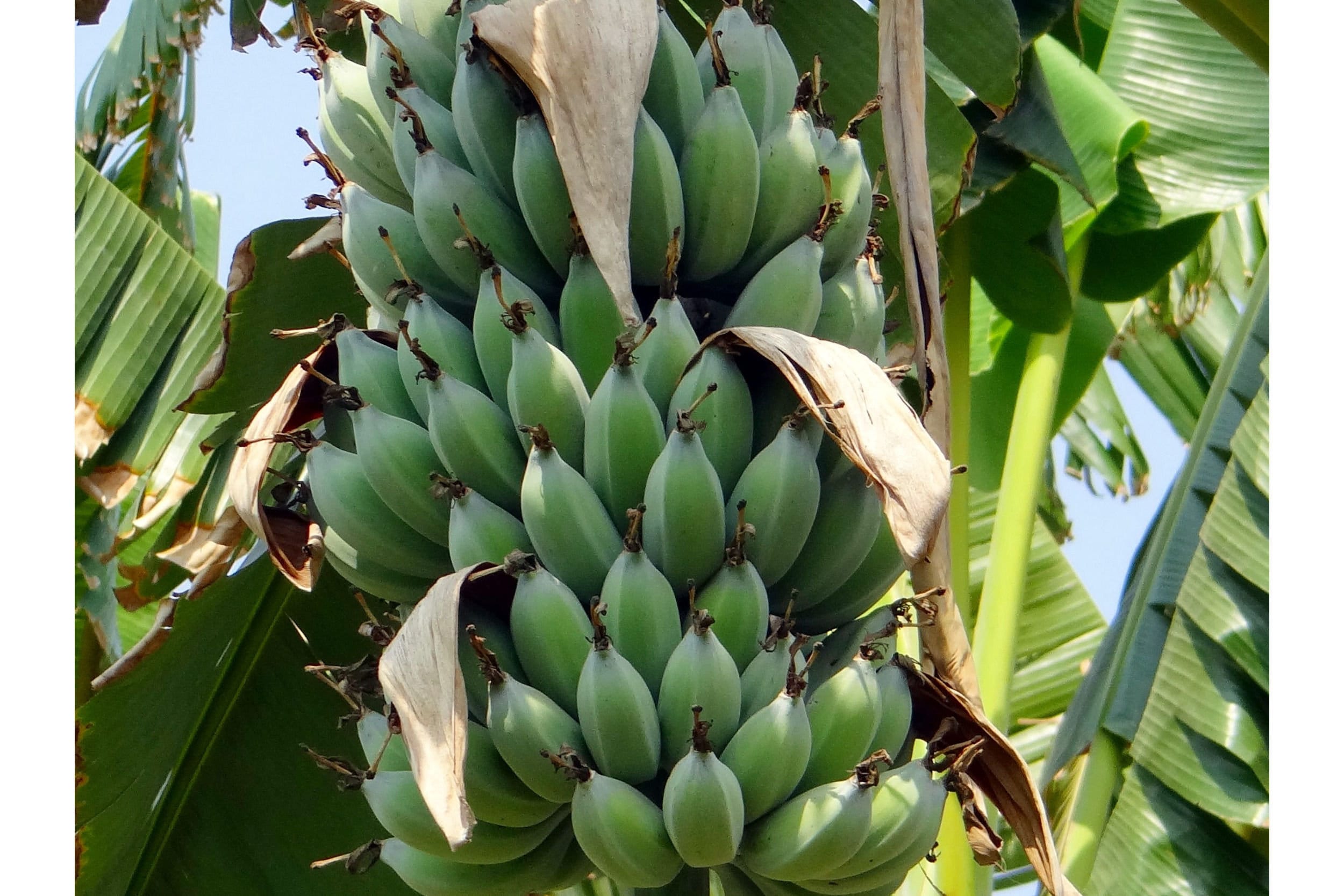 Heirloom Organic Banana Tree Seeds Perfect for indoor gardens above gr –  theseedvault
