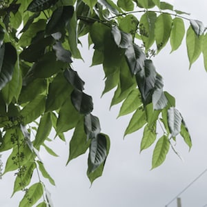 Heirloom Seeds Tropical Cedar 10 Seeds-Cedrela odorata image 1