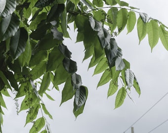 Heirloom Seeds -Tropical Cedar -10 Seeds-Cedrela odorata