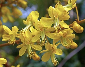 10 Tropical Heirloom Seeds -Grey Nicker Flower-Caesalpinia crista
