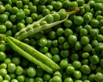 Vegetable Seeds -Early Frosty Pea -100 Heirloom Seeds-Spring or Fall