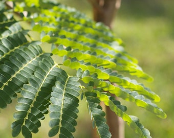 10 Tropical Seeds- Silk Tree -Albizia guachapele -mimosa