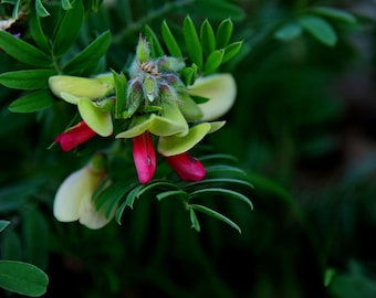 Wild Indigo -10 Heirloom SEEDS - Hawaiian Auhuhu -Tephrosia purpurea