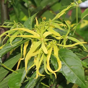 Tropical Seeds -Ylang Ylang   --10 Heirloom Seeds - Cananga Odorata Seed Pack