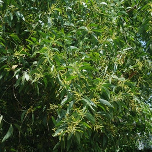 10 Tropical Heirloom Seeds- Acacia Gum - RARE seed - -Tropical Tree -Container Gardening  -Senegalia senegal / Acacia Senegal