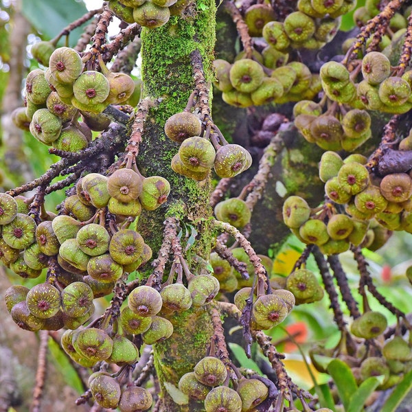 20 Seeds -Elephant Ear Fig Tree- Ornamental Tropical Plant- Ficus auriculata