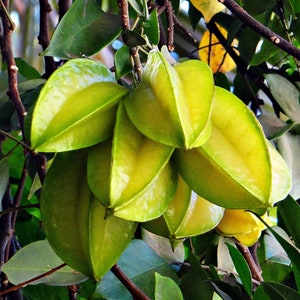 10 Heirloom Tropical Seeds -Starfruit Tree - Cut Fruit Looks Like Stars! AVERRHOA carambola -Save Big on More Packs -Mix and Match! Sale!