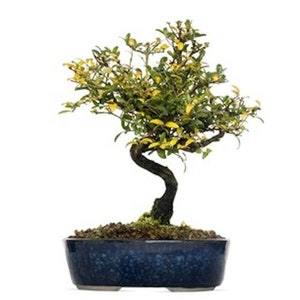 10 Heirloom Seeds- Winter Honeysuckle - -Lonicera maackii-Save Big on More Packs -Mix and Match! Sale!