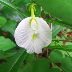 Clitoria ternate White Butterfly Pea- 10 Heirloom Seeds -Tropical Plant