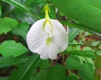 Clitoria ternate White Butterfly Pea- 10 Heirloom Seeds -Tropical Plant