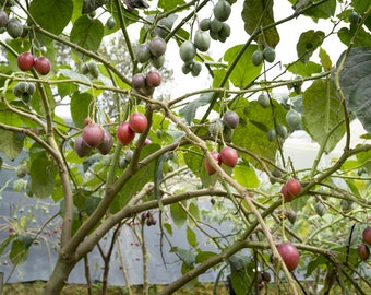 20 SEEDS-  Red Tropical Tree Tomato -  Solanum Betacea