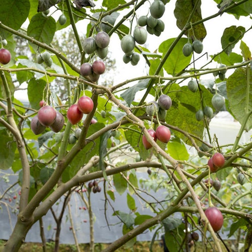 20 SEEDS-  Red Tropical Tree Tomato -  Solanum Betacea