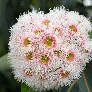 25 Seeds -Red River Gum  -Eucalyptus camaldulensis