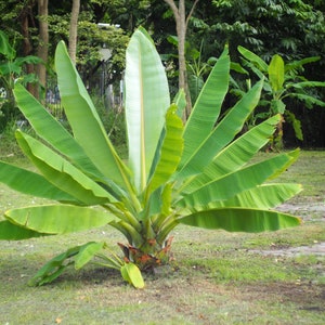 10 Tropical Seeds-Cliff Banana - Ensete superbum-  Very RARE! Container Standard -Nice Deck Plant-Save Big on More Packs Mix and Match-Sale!