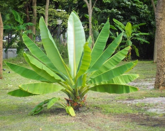 Tropical Seeds-Cliff Banana -10 Seeds - Ensete superbum- Tropical Beauty- Very RARE! Container Standard -Nice Deck Plant