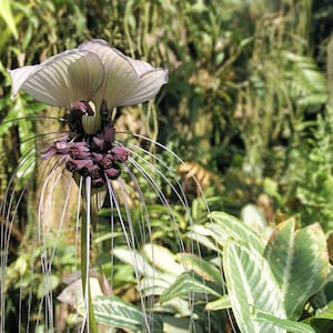 20 Rare seeds- White Bat Flower -- Unique and Rare - Tacca integrifolia