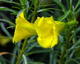 3 Yellow Thevetia peruviana Seeds- Buy More Save More-Mix & Match!