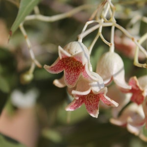 10 Heirloom Tropical Seeds- Bottle Tree -Bonsai Tree- Kurrajong -  Brachychiton populneus