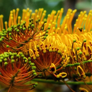 10 All Natural Heirloom Tropical SEEDS- Silky Oak - Beautiful Grevillea robusta-Save Big on More Packs -Mix and Match- Sale!