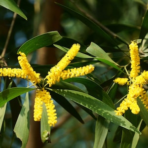 20 Tropical Seeds -Papuan Tree -Northern Black Wattle    -Acacia