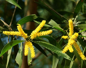 20 Tropical Seeds -Papuan Tree -Northern Black Wattle    -Acaia