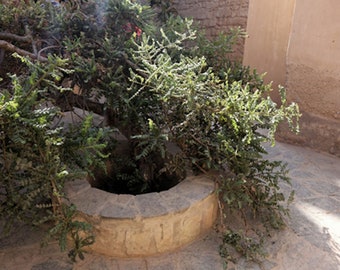 Frankincense Seeds - Boswellia Serrata- 10 Heirloom Seeds! -Indian Frankincense-Container Grown