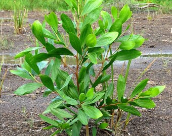 Hickory Wattle Tree -20 Seeds -Multi-Purpose Tree- Acacia mangium