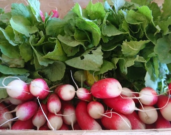 250 Heirloom French Breakfast Radish Seeds