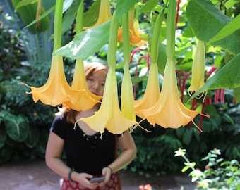 Tropical Flower Seeds - 10 Heirloom Orange Angels Trumpet - - Brugmansia suaveolens