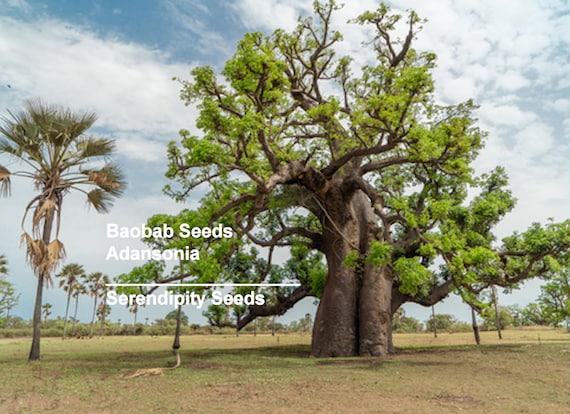 Baobab Tree- 5 Seeds -rare Seed for Tropical Growers